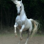 Конь в славянской языческой мифологии