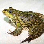 Значение лягушки в славянской языческой мифологии