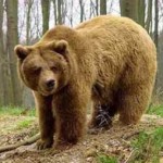 Медведь в славянской языческой мифологии